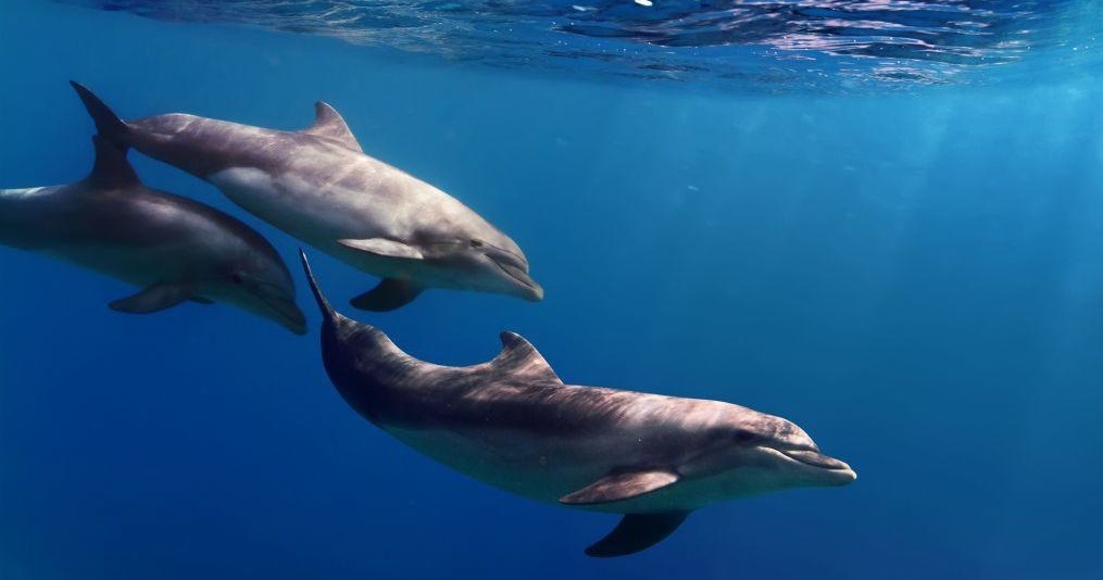 Three dolphins swimming underwater in clear blue ocean.