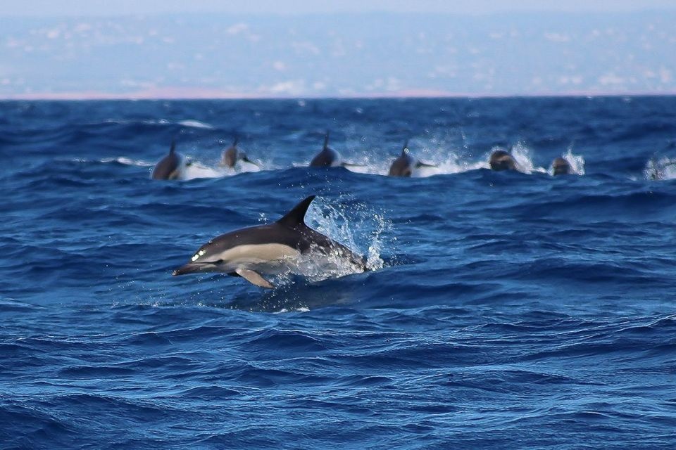 Pod of dolphins swimming in the ocean with splashes.