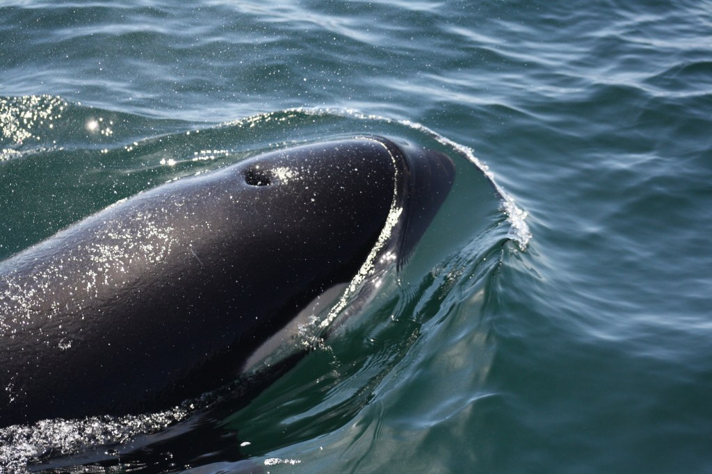 Close-up of a whale surfacing in the ocean with water ripples around.